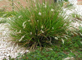 Pěchava podzimní - Sesleria autumnalis