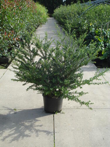 Cesmína vroubkovaná 'Convexa' - Ilex crenata 'Convexa'