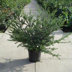 Cesmína vroubkovaná 'Convexa' - Ilex crenata 'Convexa'