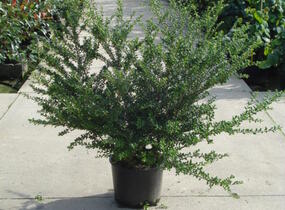 Cesmína vroubkovaná 'Convexa' - Ilex crenata 'Convexa'