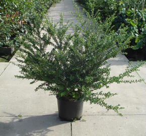 Cesmína vroubkovaná 'Convexa'