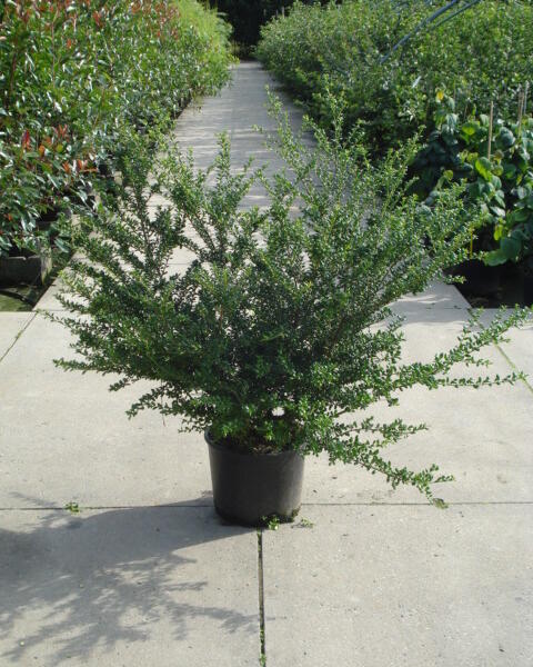 Cesmína vroubkovaná 'Convexa' - Ilex crenata 'Convexa'