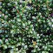 Cesmína vroubkovaná 'Convexa' - Ilex crenata 'Convexa'