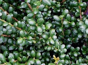 Cesmína vroubkovaná 'Convexa' - Ilex crenata 'Convexa'