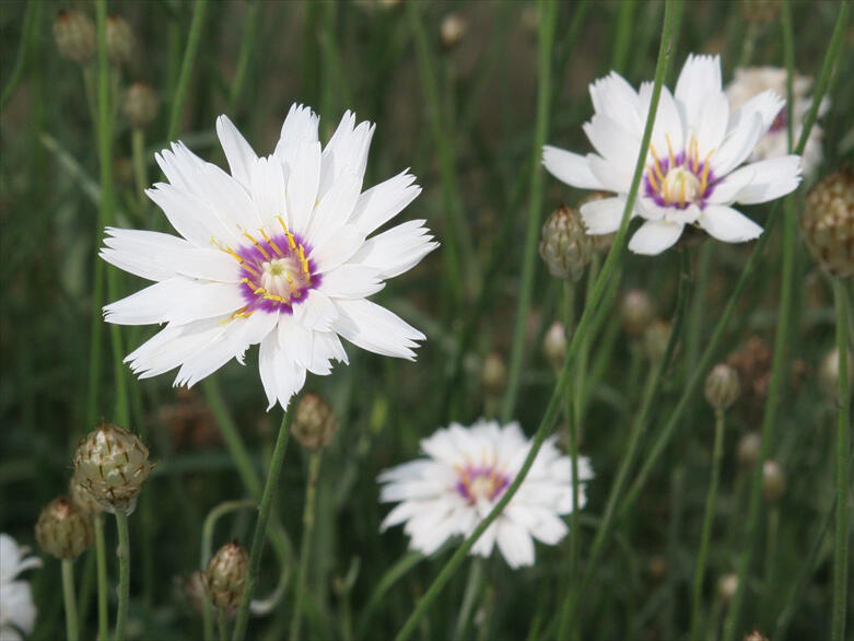 Poblekla modrá 'Alba' - Catananche caerulea 'Alba'