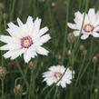 Poblekla modrá 'Alba' - Catananche caerulea 'Alba'