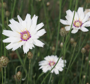 Poblekla modrá 'Alba' - Catananche caerulea 'Alba'