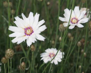 Poblekla modrá 'Alba'