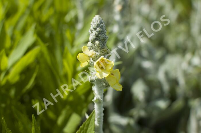 Divizna hedvábná 'Polarsommer' - Verbascum bombyciferum 'Polarsommer'