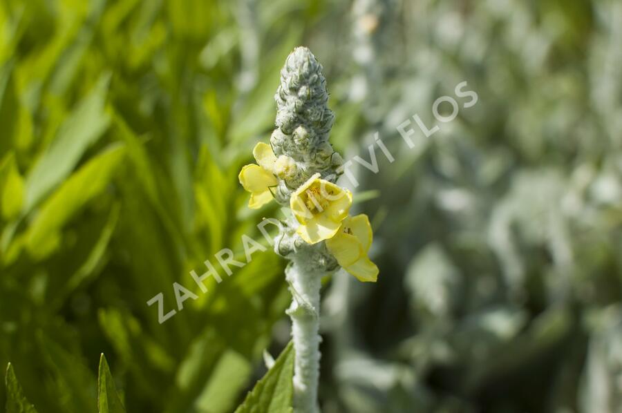 Divizna 'Polarsommer' - Verbascum bombyciferum 'Polarsommer'