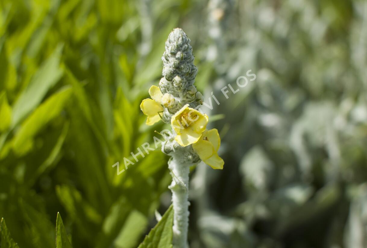 Divizna hedvábná 'Polarsommer' - Verbascum bombyciferum 'Polarsommer'