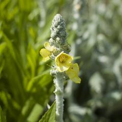 Divizna hedvábná 'Polarsommer' - Verbascum bombyciferum 'Polarsommer'