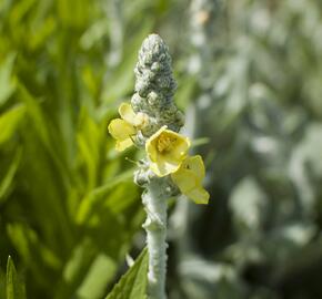 Divizna 'Polarsommer' - Verbascum bombyciferum 'Polarsommer'