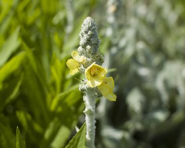 Divizna hedvábná 'Polarsommer'