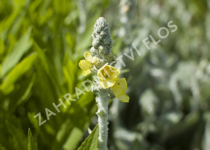 Divizna 'Polarsommer' - Verbascum bombyciferum 'Polarsommer'