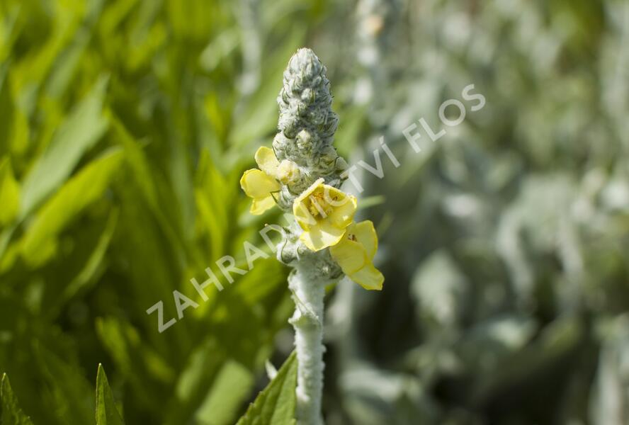 Divizna hedvábná 'Polarsommer' - Verbascum bombyciferum 'Polarsommer'