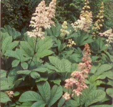 Rodgersie zpeřená - Rodgersia pinnata