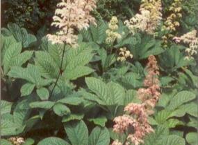 Rodgersie zpeřená - Rodgersia pinnata