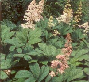 Rodgersie zpeřená - Rodgersia pinnata