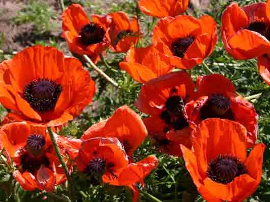 Mák východní 'Brillant' - Papaver orientale 'Brillant'