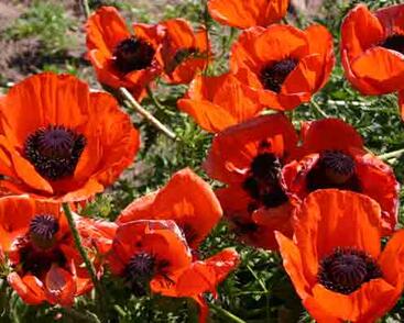 Mák východní 'Brillant'