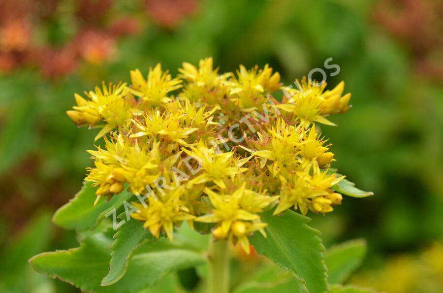 Rozchodník kamčatský - Sedum selskianum