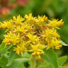 Rozchodník kamčatský - Sedum selskianum