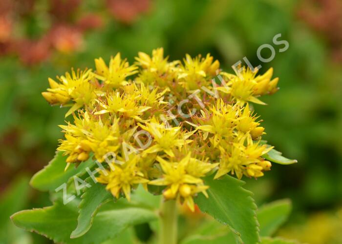 Rozchodník kamčatský - Sedum selskianum