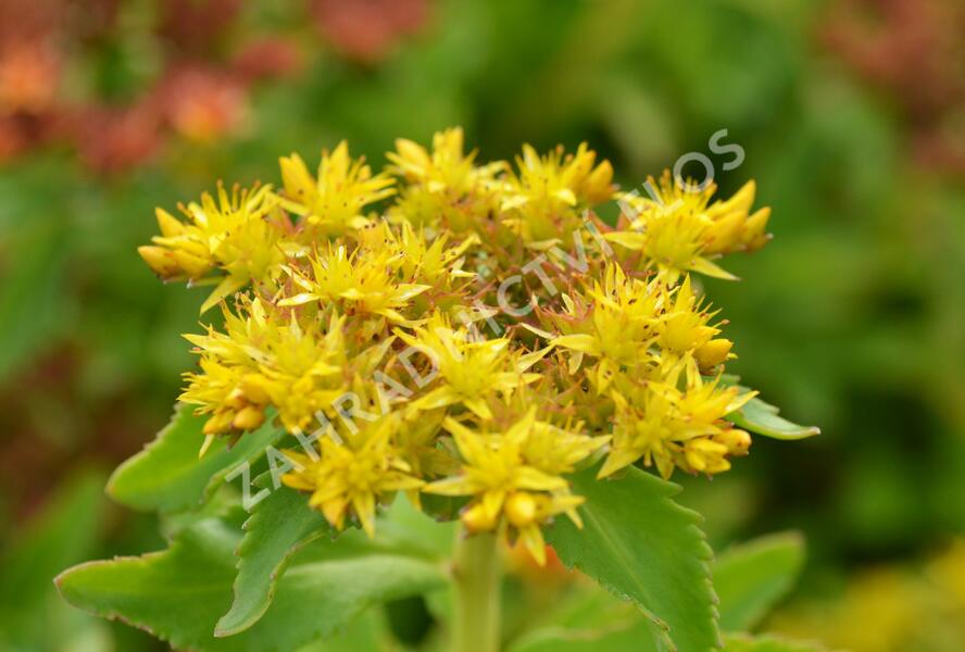 Rozchodník kamčatský - Sedum selskianum