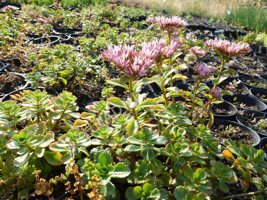 Rozchodník pochybný 'Tricolor' - Sedum spurium 'Tricolor'