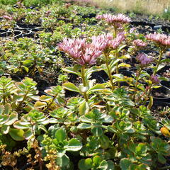 Rozchodník pochybný 'Tricolor' - Sedum spurium 'Tricolor'