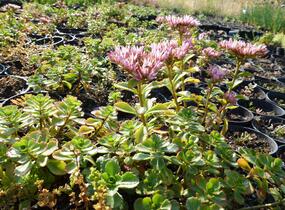 Rozchodník pochybný 'Tricolor' - Sedum spurium 'Tricolor'
