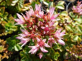 Rozchodník pochybný 'Tricolor' - Sedum spurium 'Tricolor'
