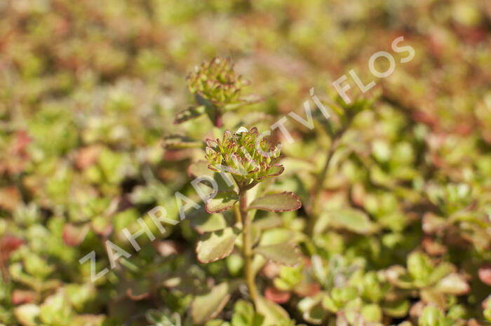 Rozchodník pochybný 'Tricolor' - Sedum spurium 'Tricolor'