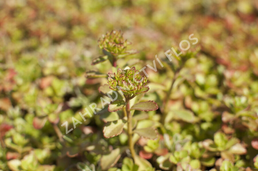 Rozchodník pochybný 'Tricolor' - Sedum spurium 'Tricolor'