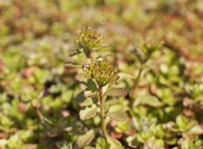 Rozchodník pochybný 'Tricolor' - Sedum spurium 'Tricolor'