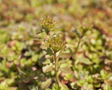 Rozchodník pochybný 'Tricolor'