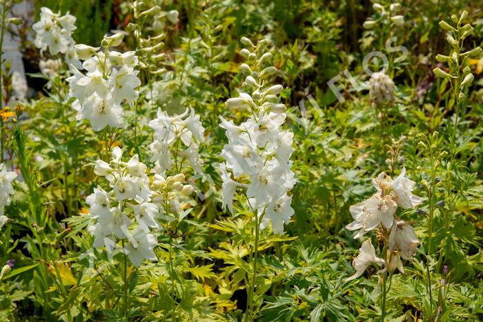 Ostrožka 'Galahad' - Delphinium Pacific 'Galahad'