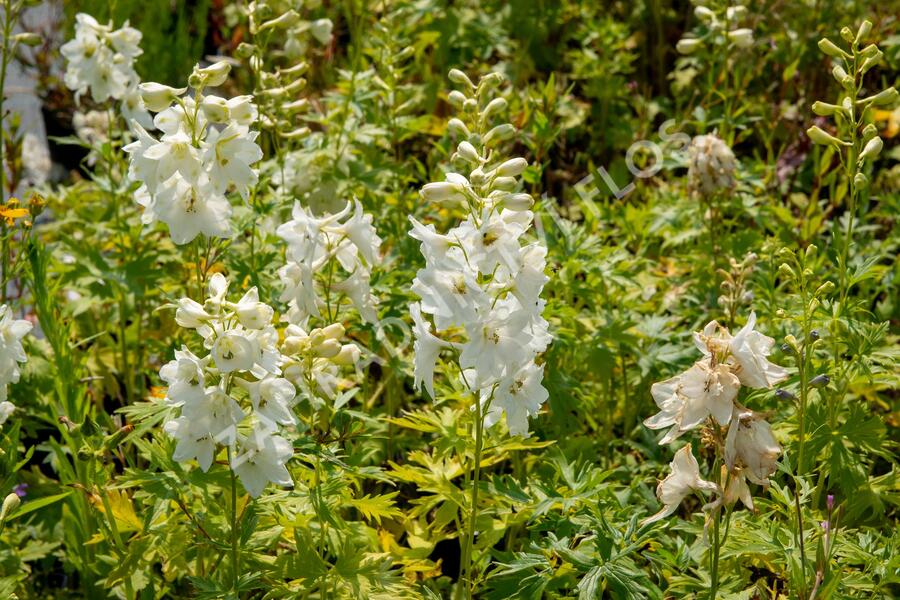 Ostrožka 'Galahad' - Delphinium Pacific 'Galahad'