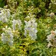 Ostrožka 'Galahad' - Delphinium Pacific 'Galahad'