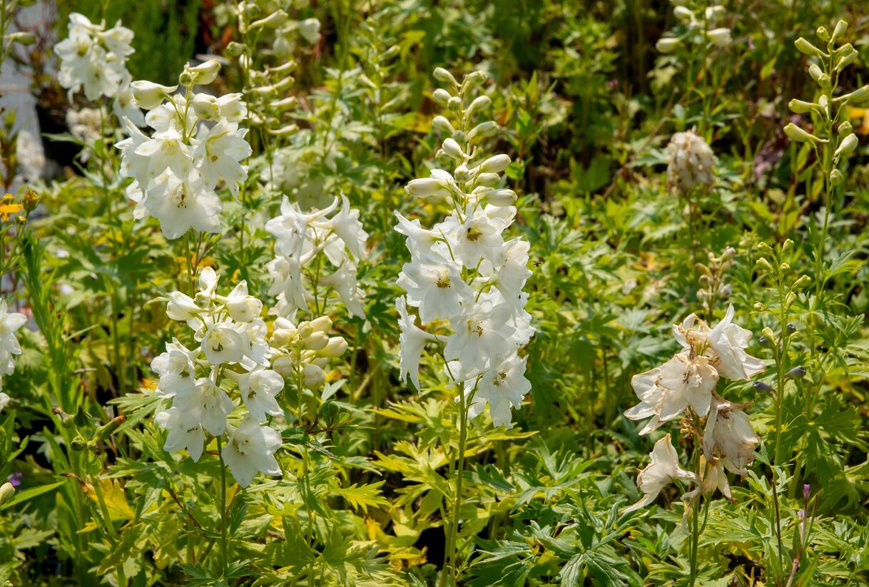 Ostrožka 'Galahad' - Delphinium Pacific 'Galahad'