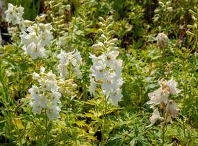 Ostrožka 'Galahad' - Delphinium Pacific 'Galahad'