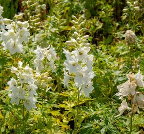 Ostrožka 'Galahad' - Delphinium Pacific 'Galahad'