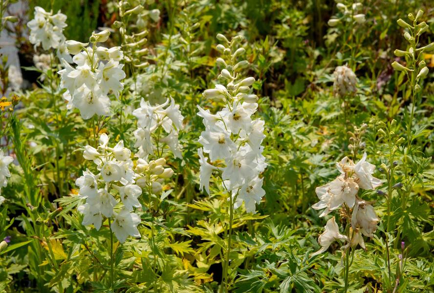 Ostrožka 'Galahad' - Delphinium Pacific 'Galahad'