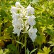 Ostrožka 'Galahad' - Delphinium Pacific 'Galahad'