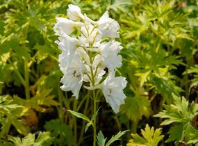 Ostrožka 'Galahad' - Delphinium Pacific 'Galahad'
