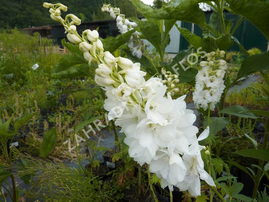 Ostrožka 'Galahad' - Delphinium Pacific 'Galahad'