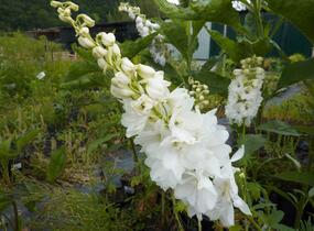 Ostrožka 'Galahad' - Delphinium Pacific 'Galahad'