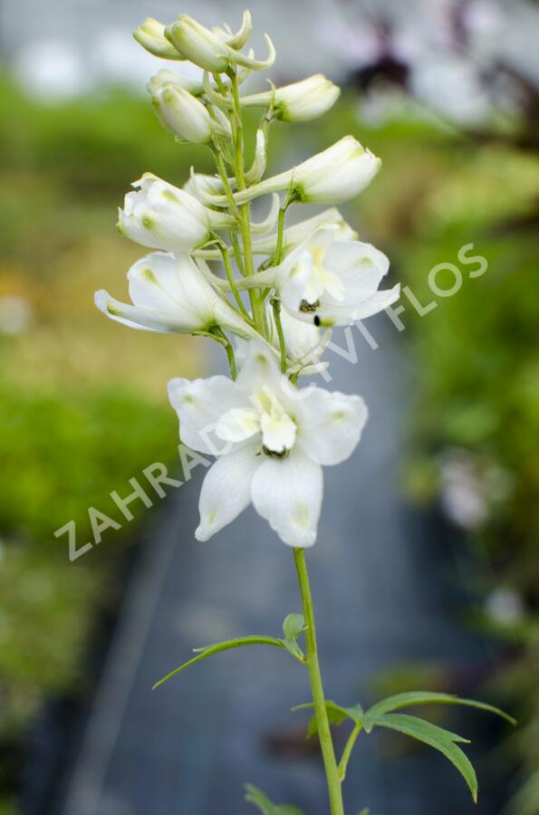 Ostrožka 'Galahad' - Delphinium Pacific 'Galahad'