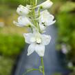 Ostrožka 'Galahad' - Delphinium Pacific 'Galahad'